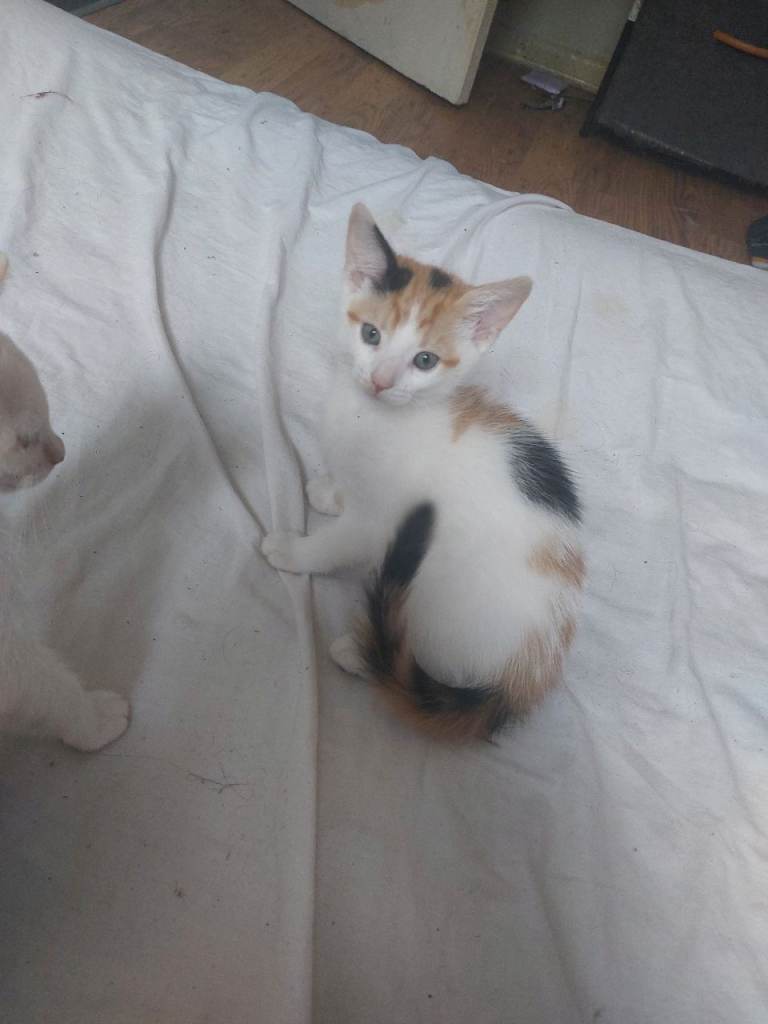 1 kittens  for sale 