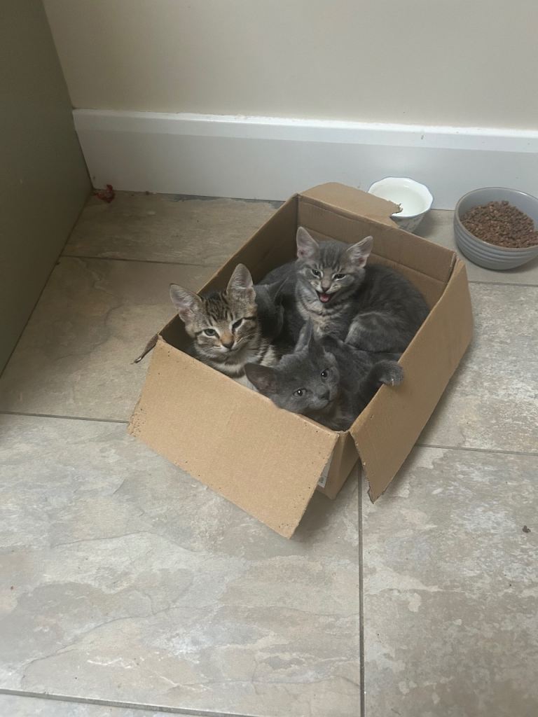 Kittens for sale