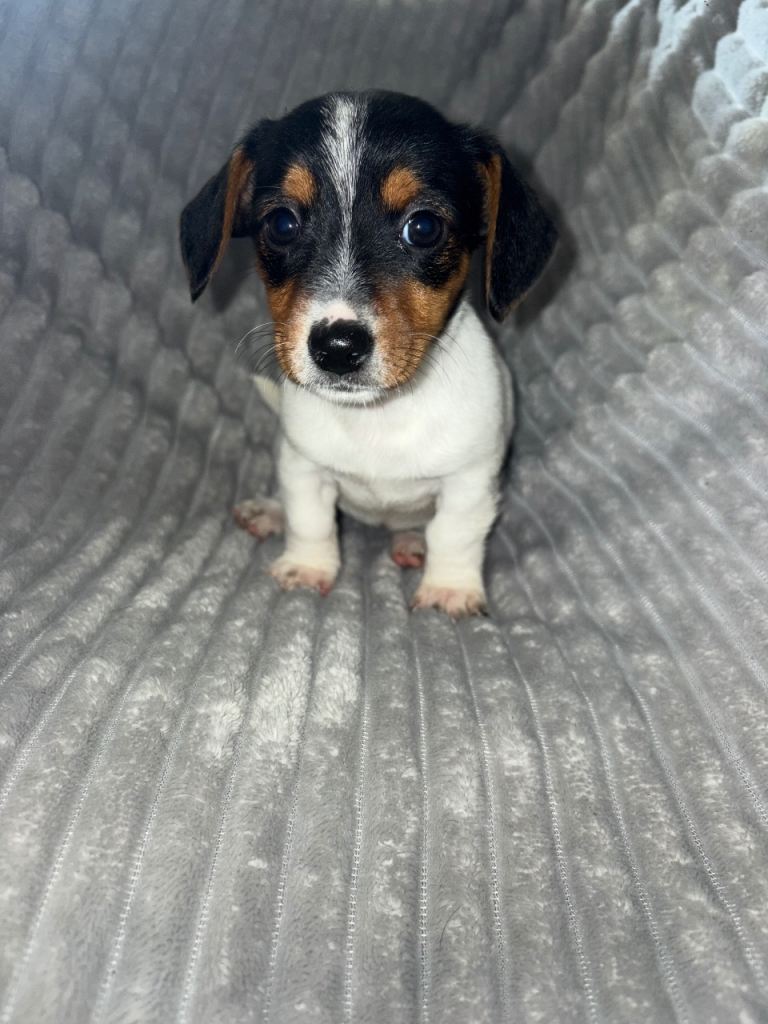 Jack russle puppy’s 