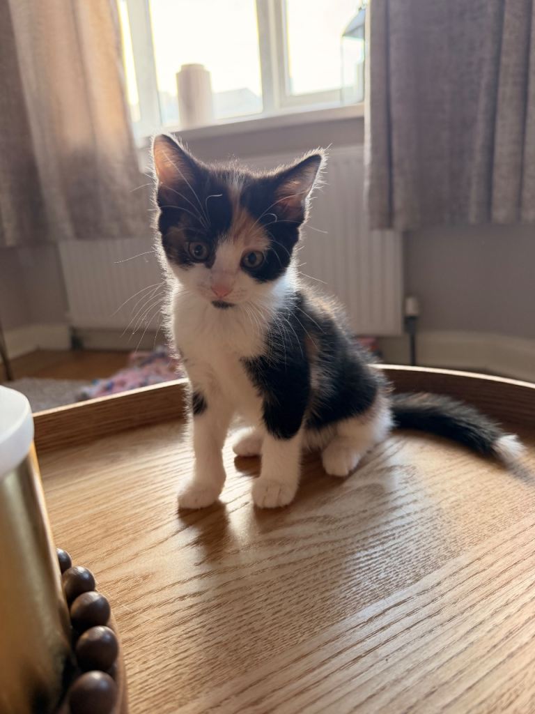 NOW SOLD 3 beautiful kittens 