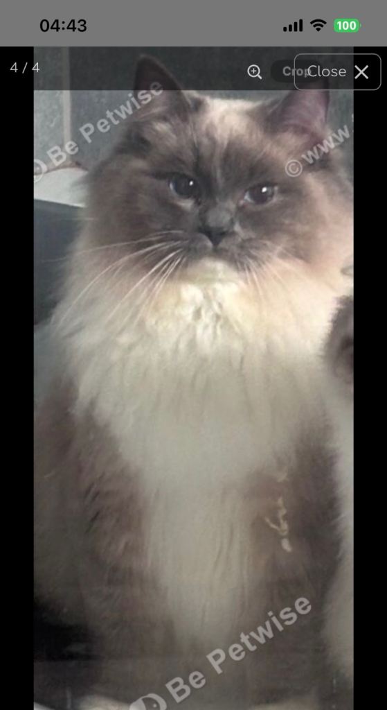 2 year old male ragdoll 