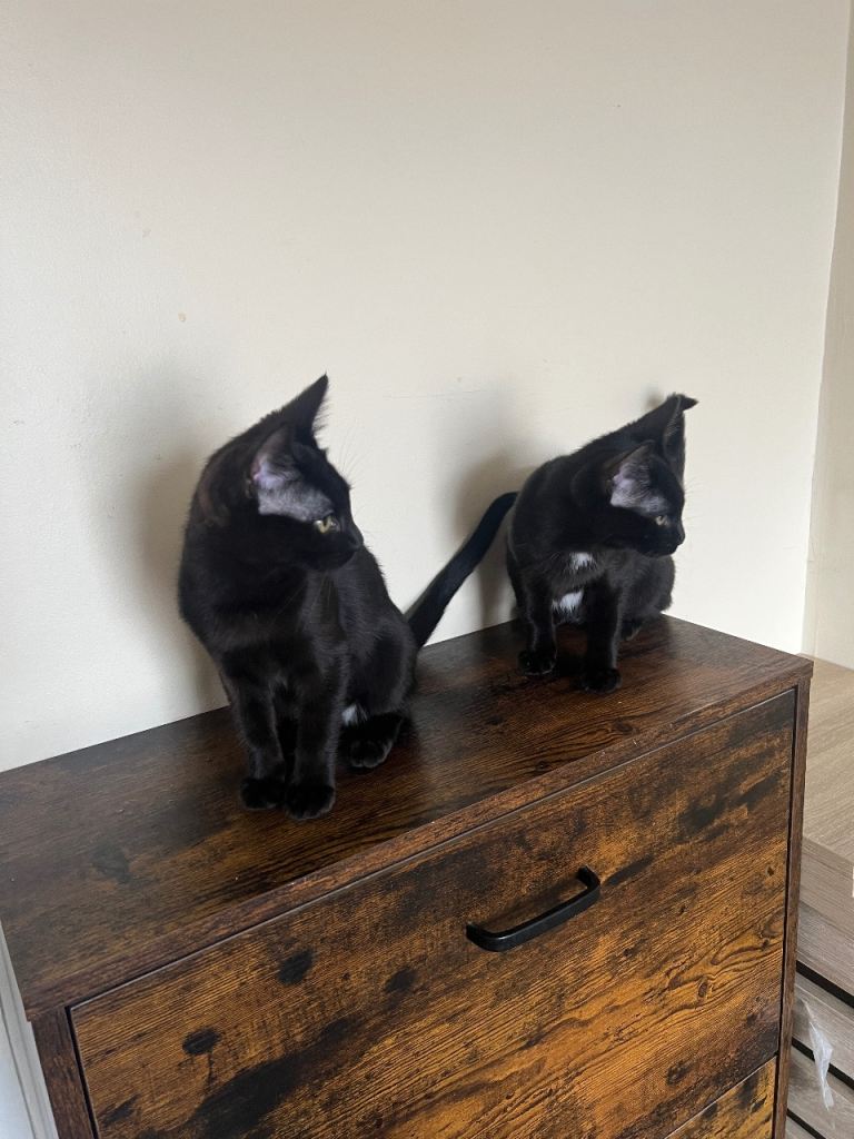 Bengal x Ragdoll - 2 girls left