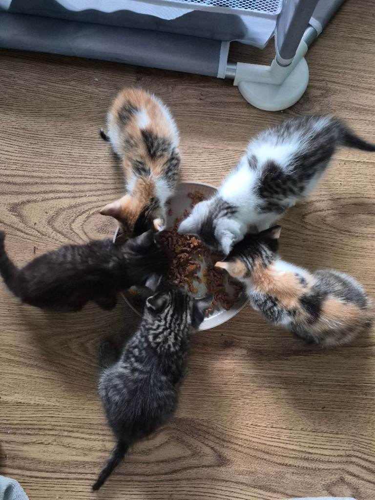 Beautiful kittens 