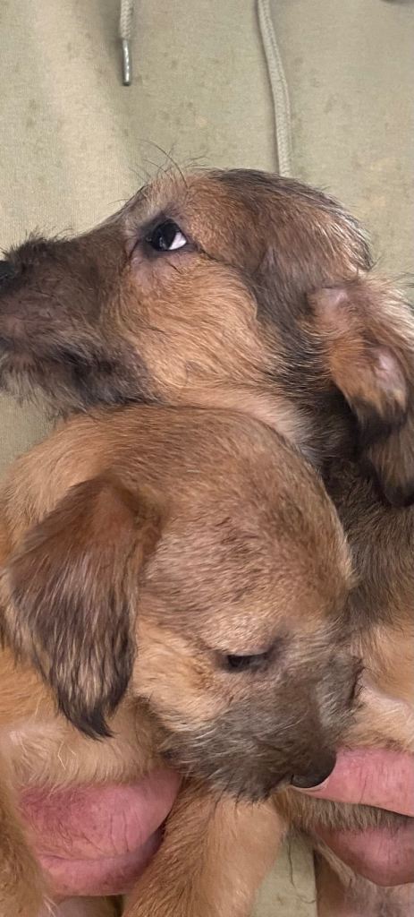 Lakeland Terrier X Beddy/whippet
