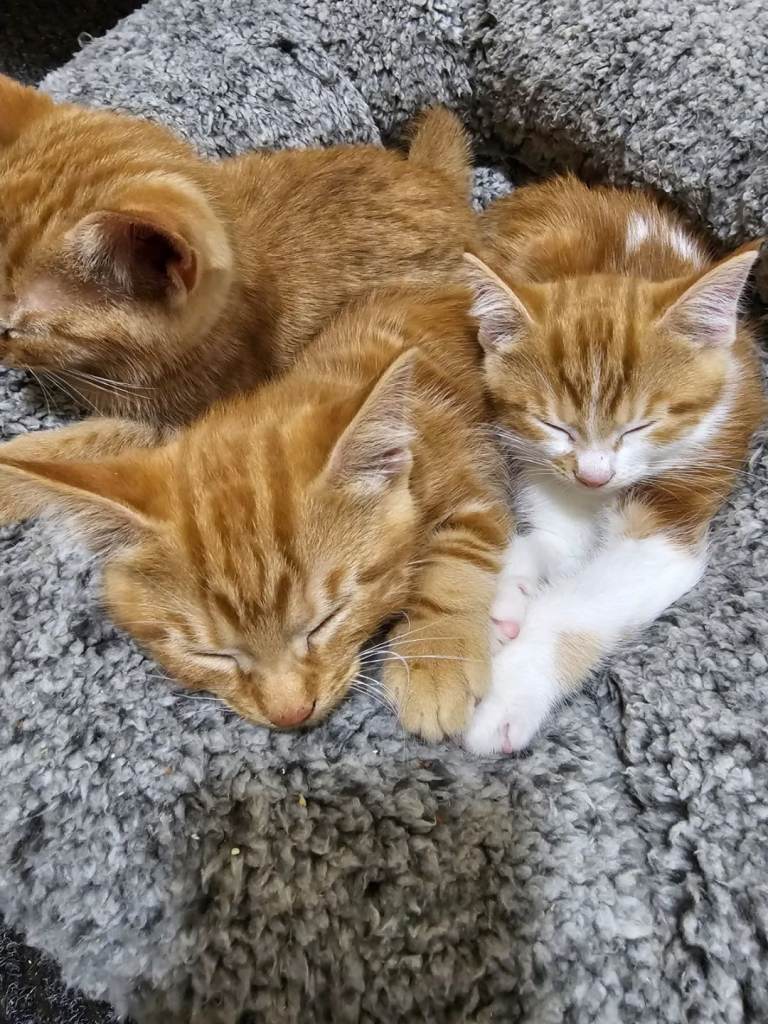 Kittens 
