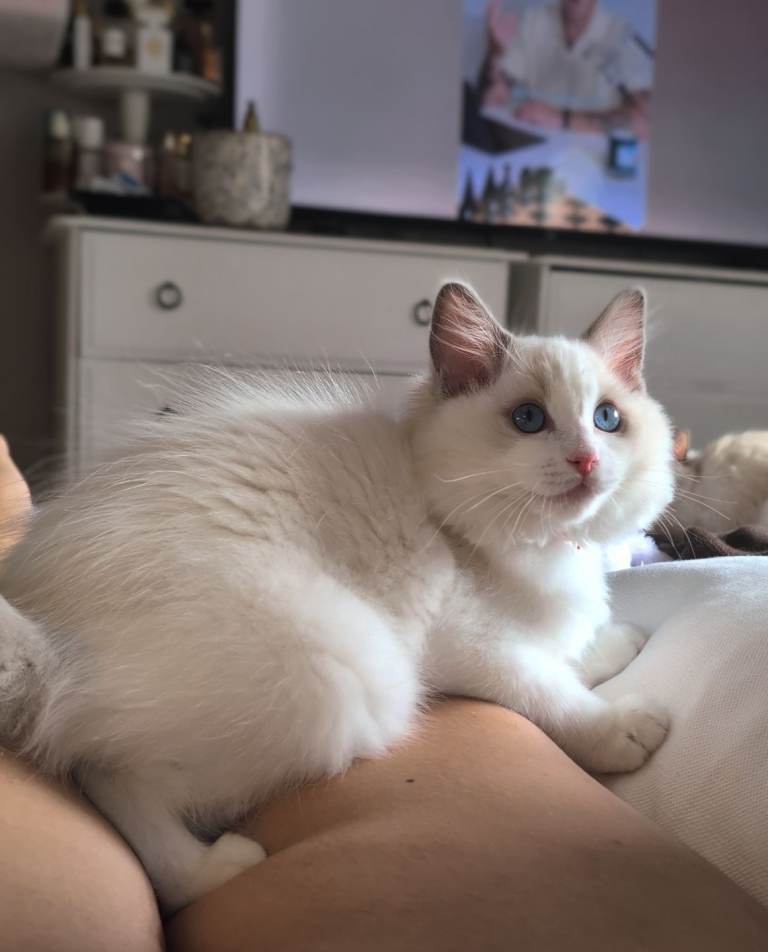 Last pedigree kitten left Tica IGC lines 