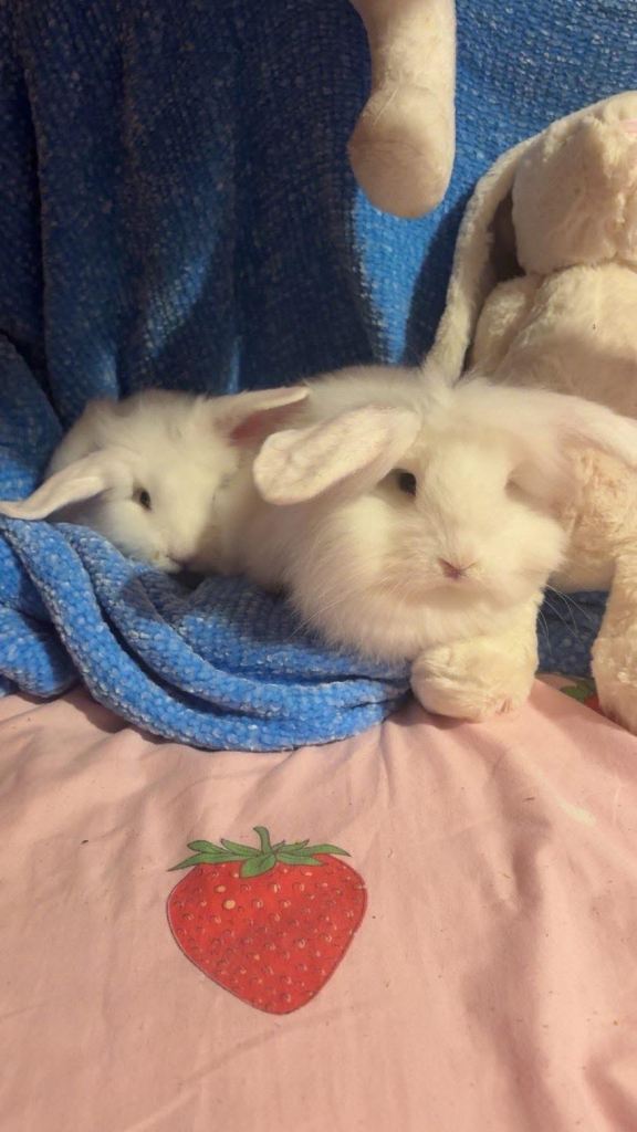 2 female bunny rabbits 9months old 