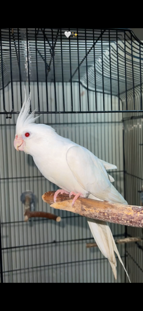Cockatiel Parrot 