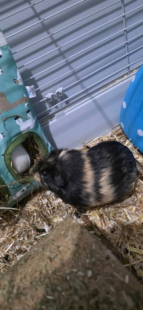 2 guinea pigs and cage