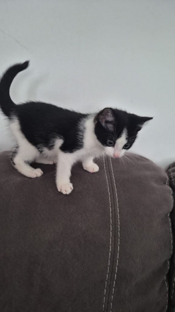 Kittens 9 weeks old 