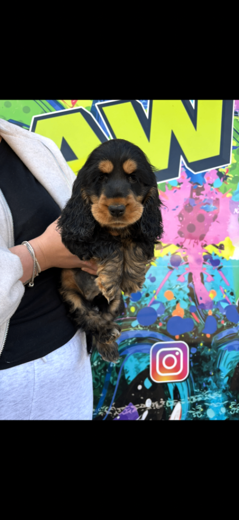Black and Tan Cocker Spaniel Puppy