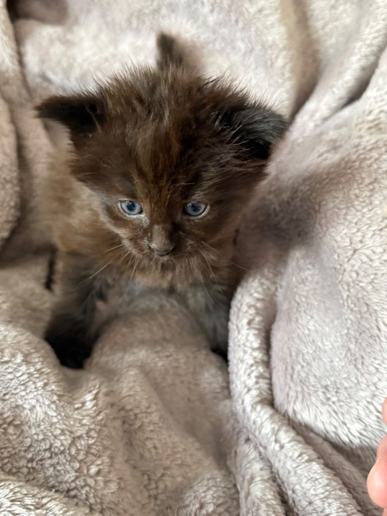 Gorgeous wee Ragdoll X kittens