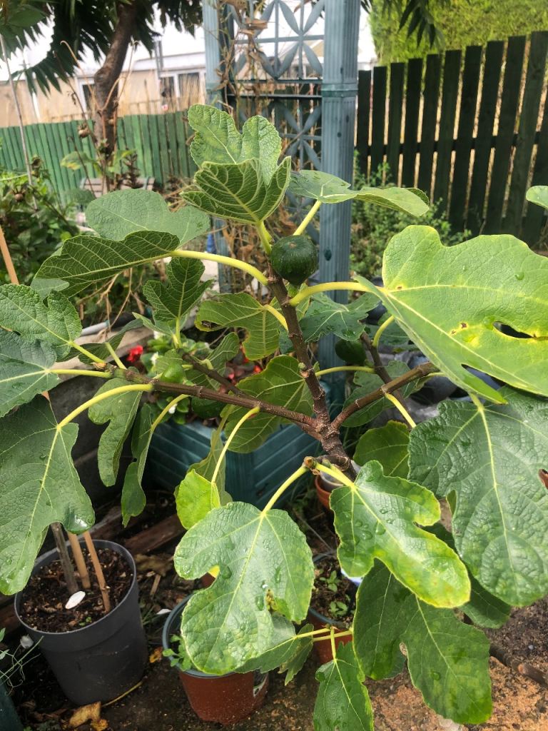 Healthy Fig Tree in Pot – Currently Producing Figs