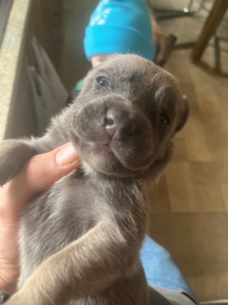 Cane Corso × Belgian Malinois 9 weeks old, ready to leave now, only 3 left  