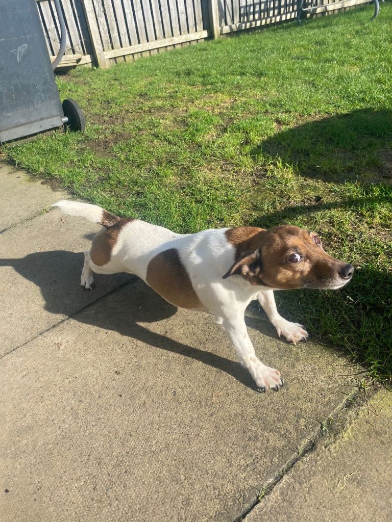 Urgent home /homes needed