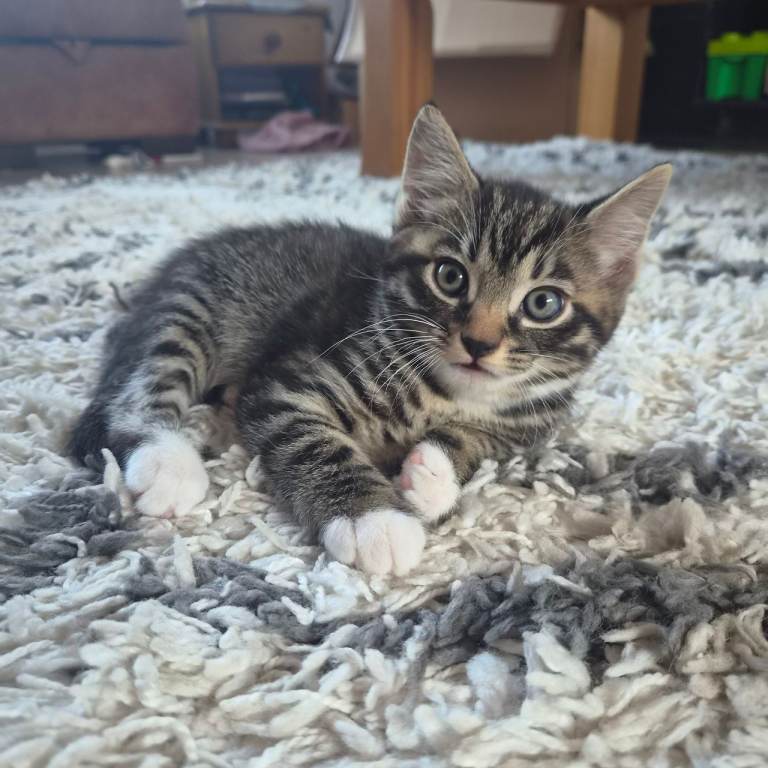 Kittens 