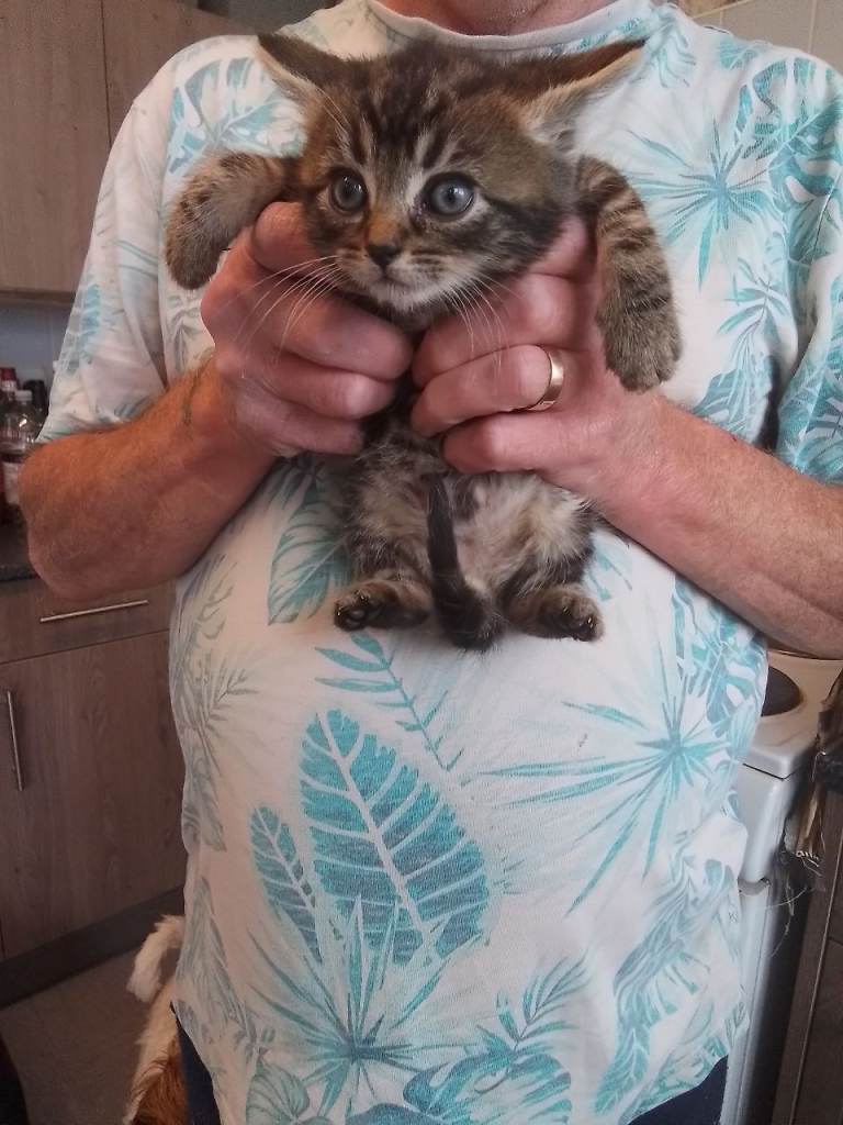 5 Gorgeous Bengal Mix kittens ready for their new loving homes from 21st June