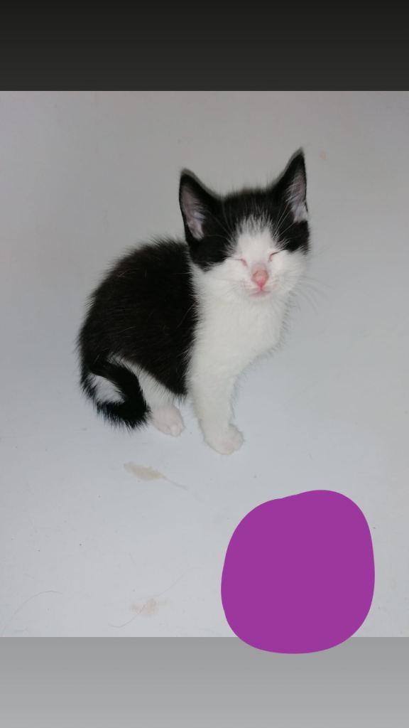 Kittens for sale