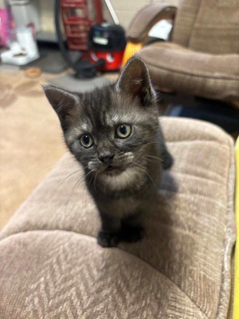 Male kitten ready to leave
