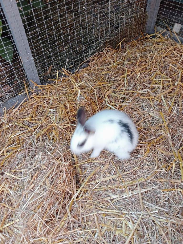 Baby rabbit!! READY NOW!!!! 