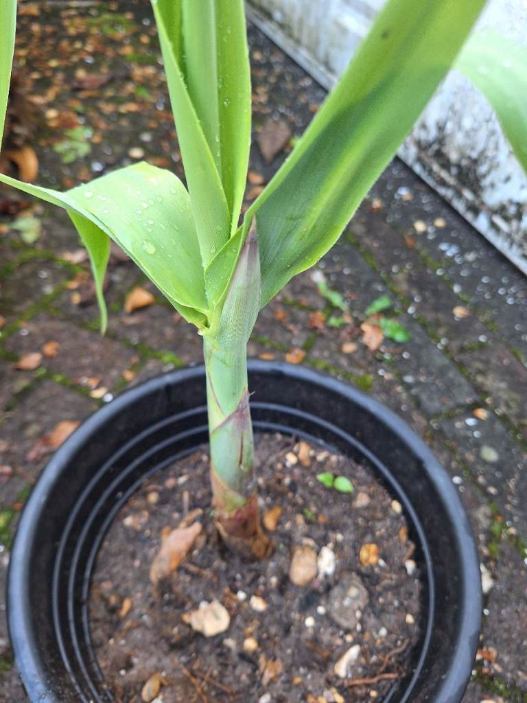 Arunda Donax Large Rare Jungle Tropical Style UK Hardy Plant