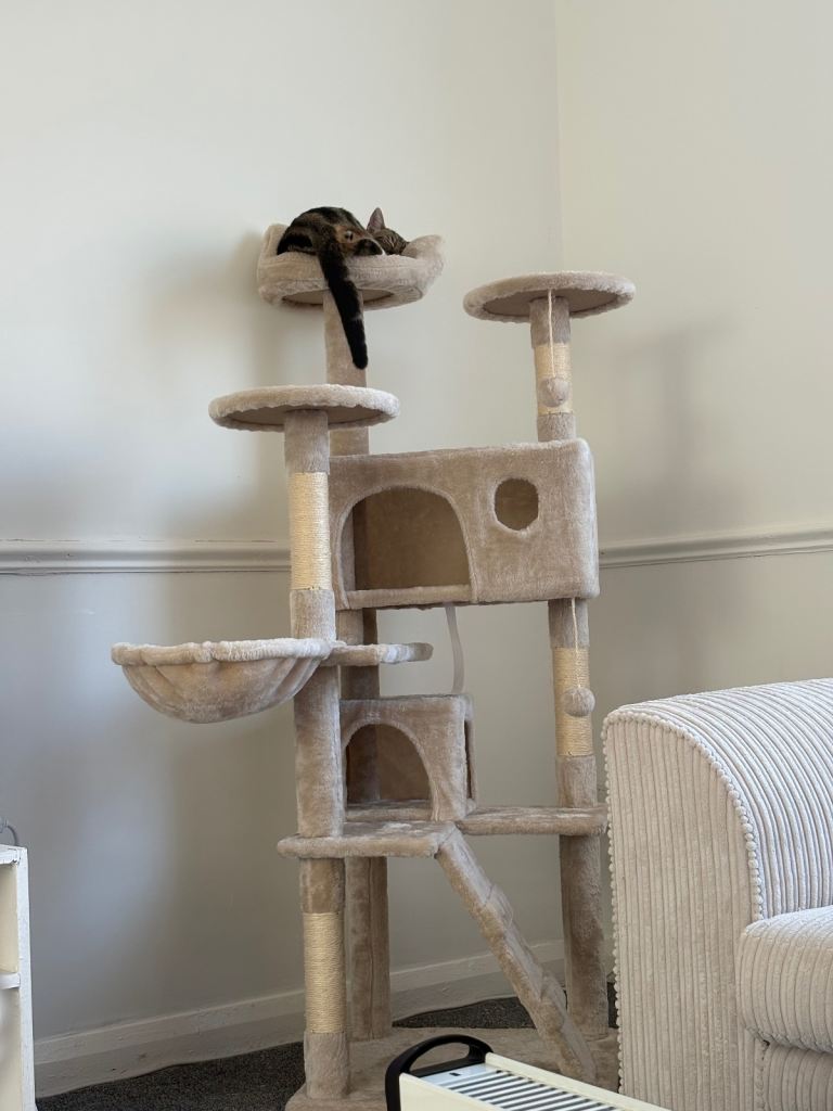 Kitten tree , cream like new 