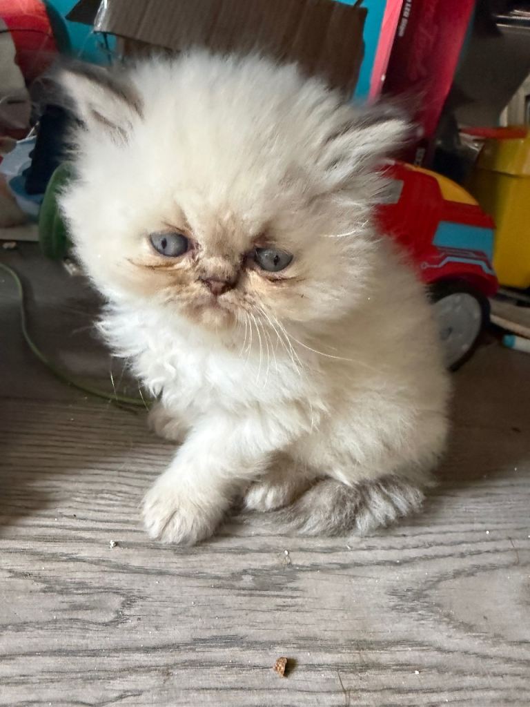 Beautiful Persian kittens