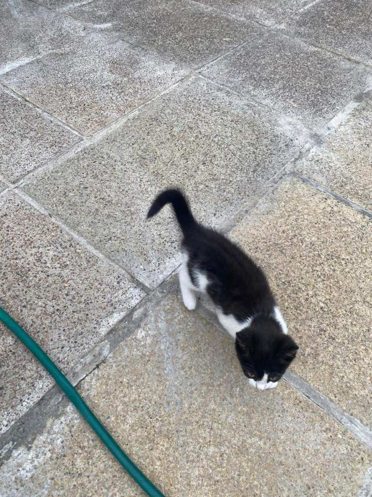 Adorable Black & White and Tabby & White Kittens Looking for Loving Homes