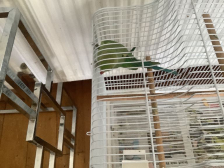 Indian ring neck for sale