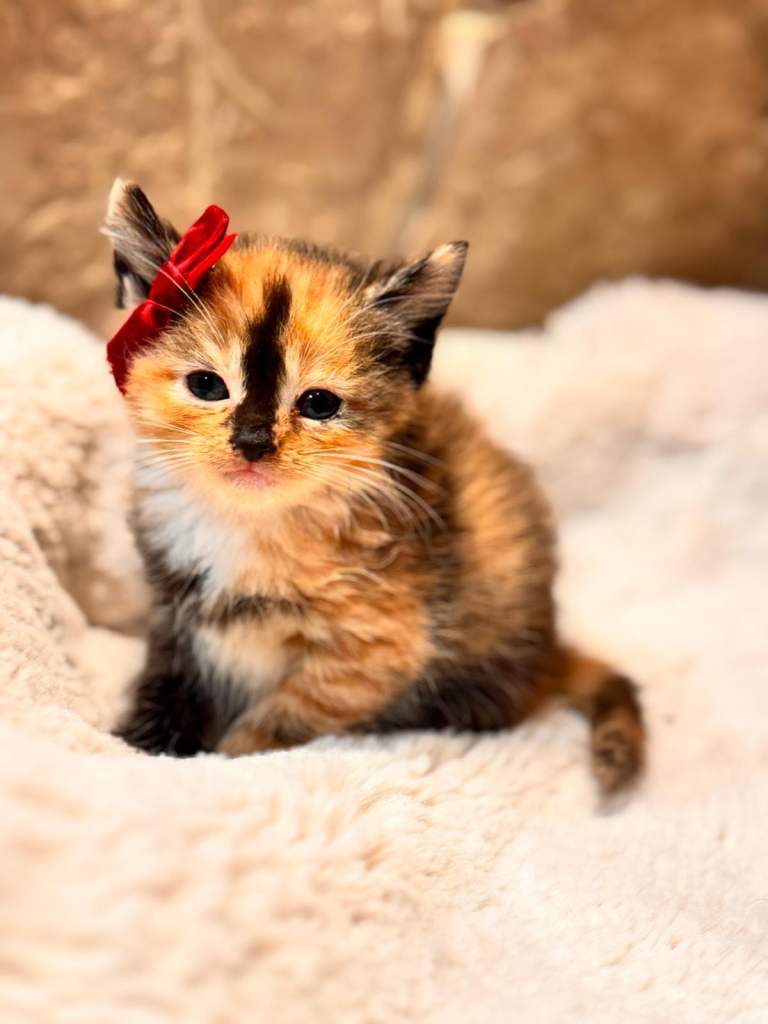 6 beautiful kittens ready to go 