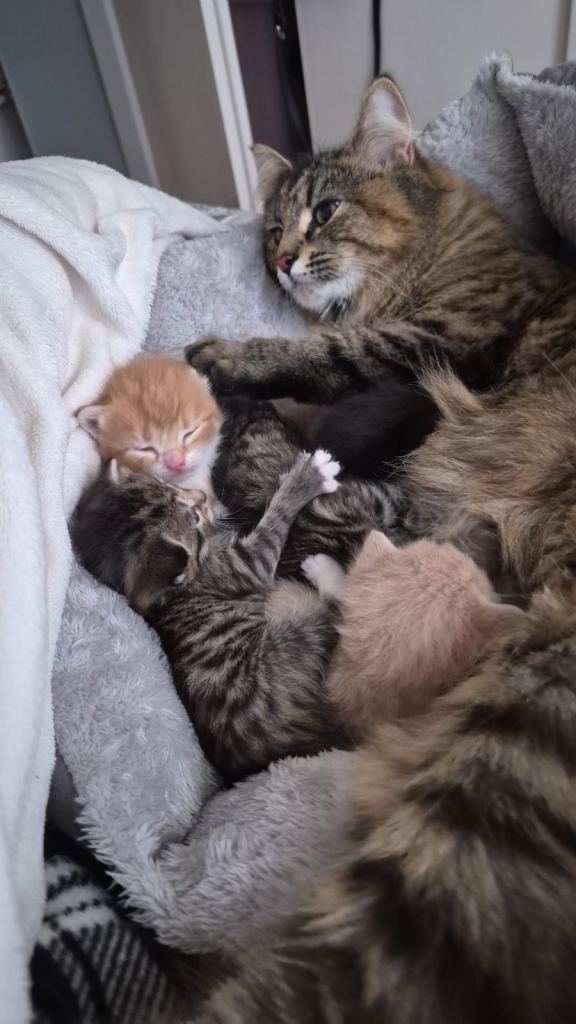 Kittens for sale-all reserved