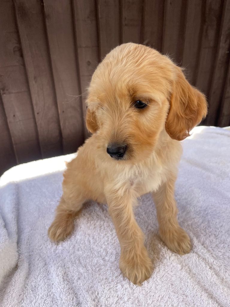 Beautiful Cocker poo