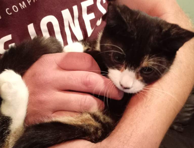 Kittens need forever home