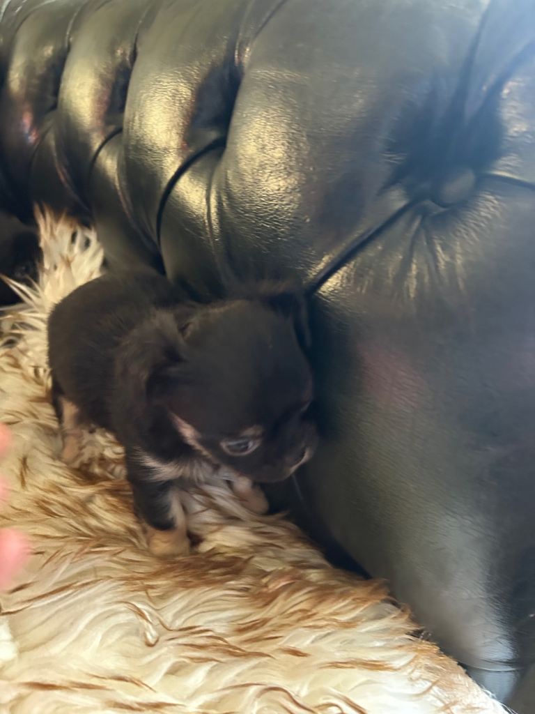 Tea cup chihuahua pups