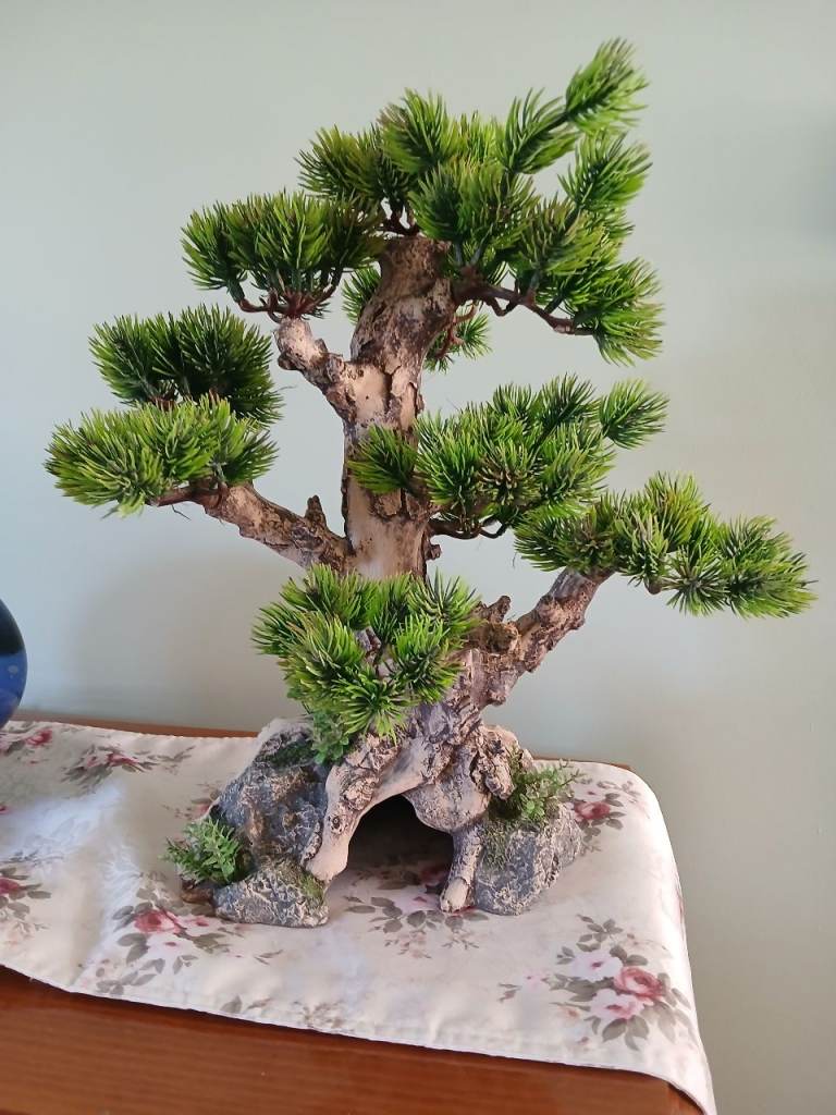 Aquarium  bonsai tree