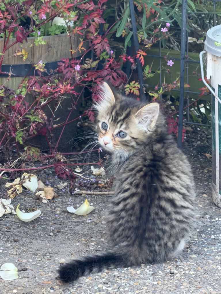 Kittens 
