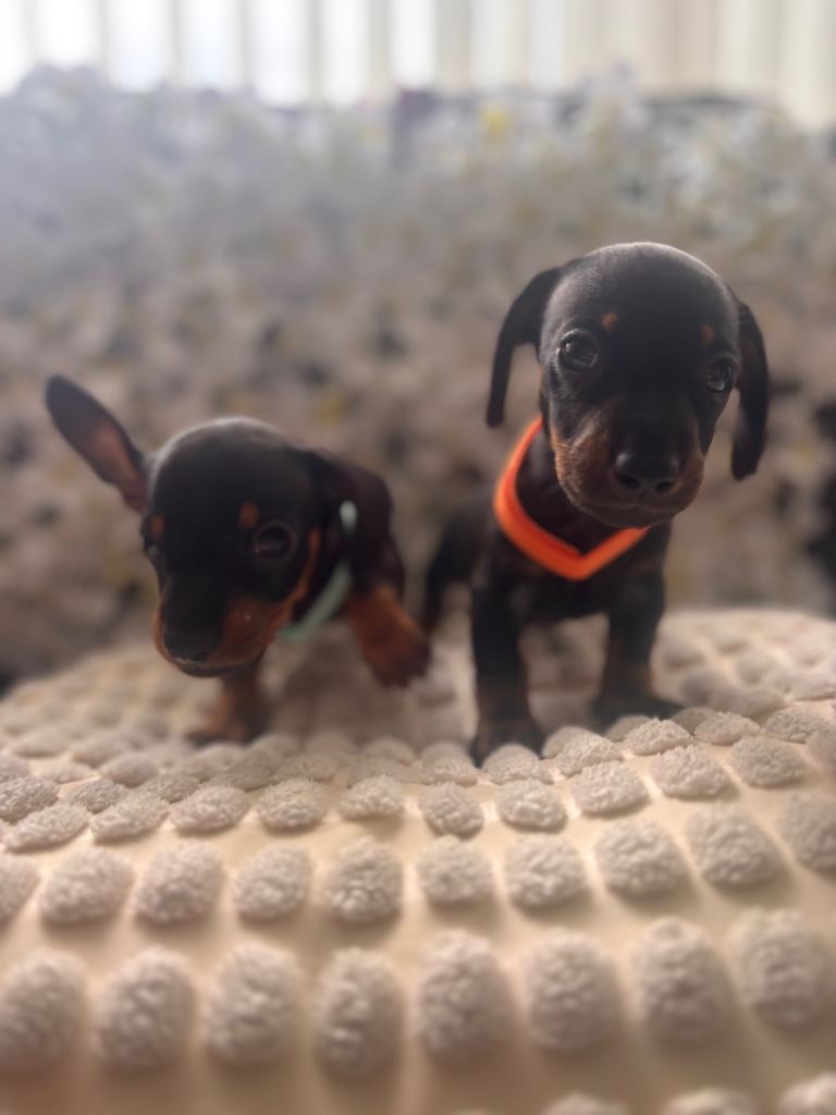 Miniature Dachshund Puppies