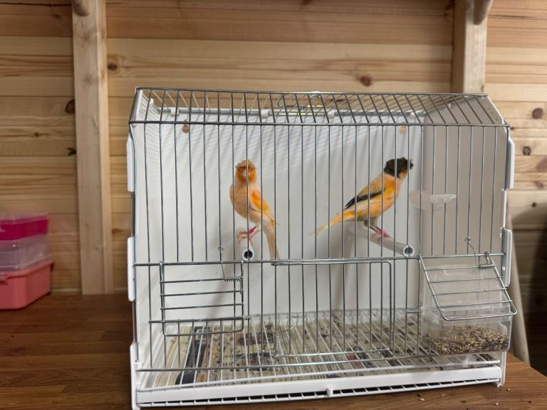 Red mosaic & harlequin 