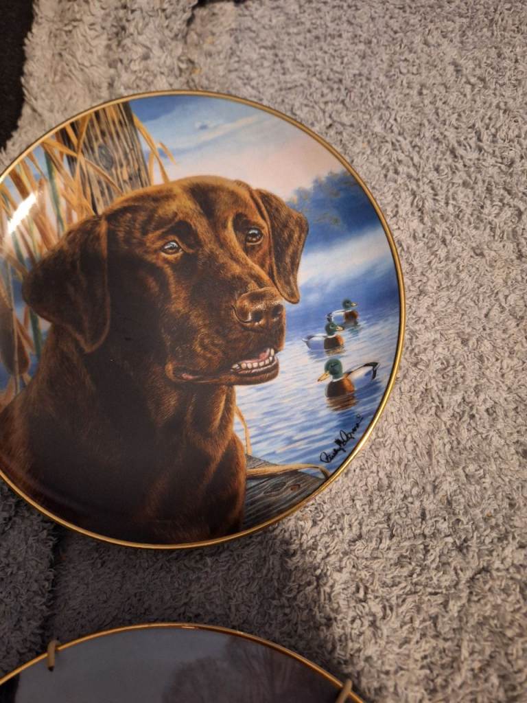 Dog plates 