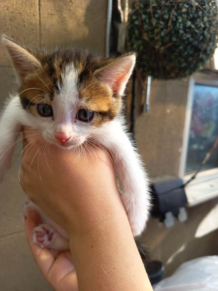 ONLY ONE KITTEN LEFT5 kittens are looking for a home