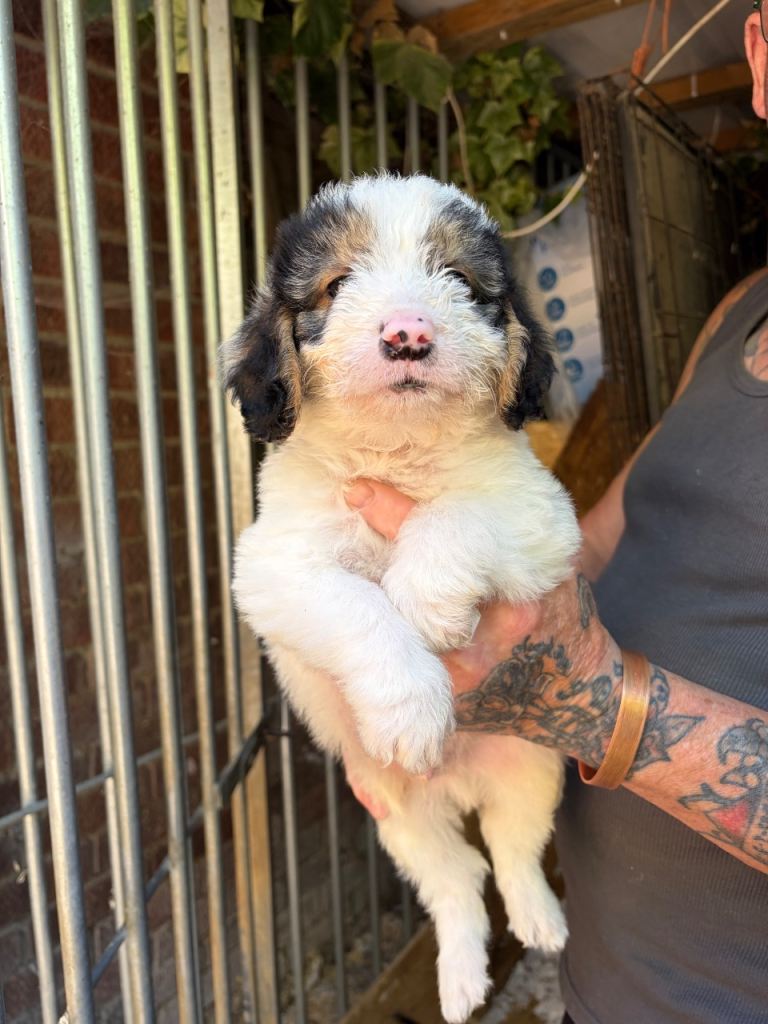 3/4 cockapoos 1/4 beagle pups for sale