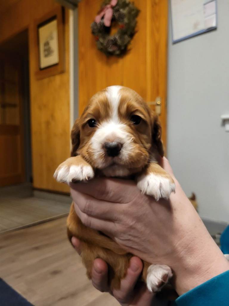 KC cocker spaniel puppies