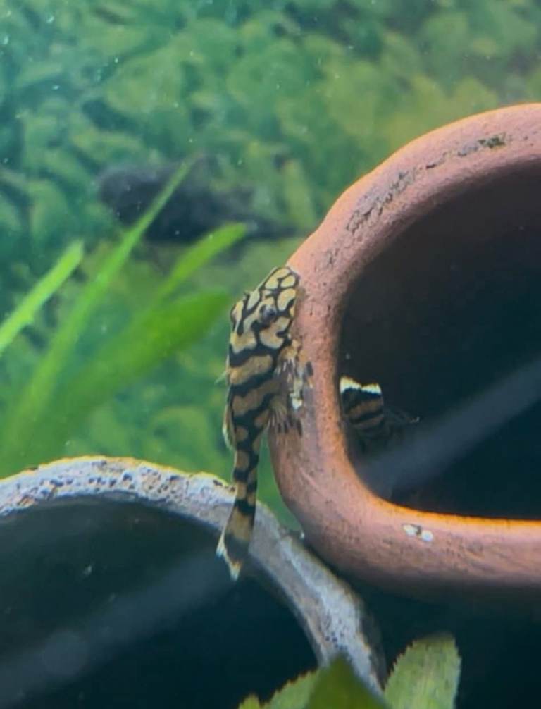 L519 RIO ITÉNEZ HONEYCOMB PLECOS