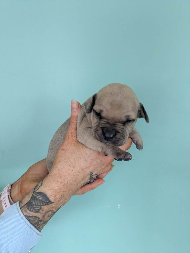 Staffy cross 