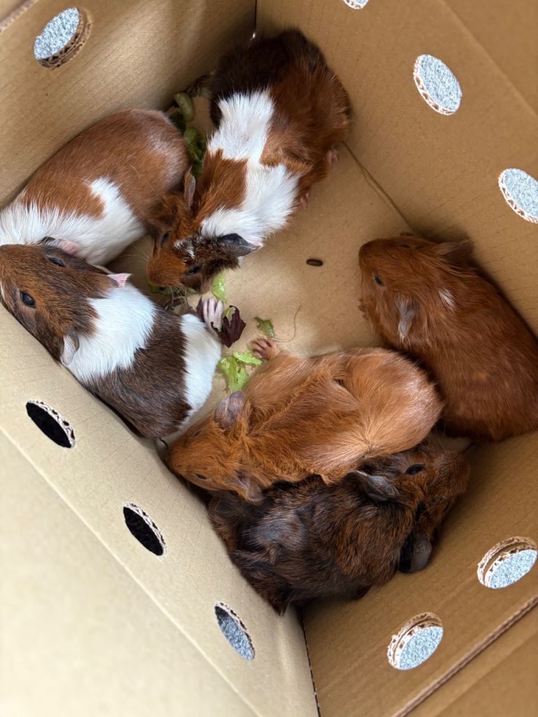 6 guinea pigs