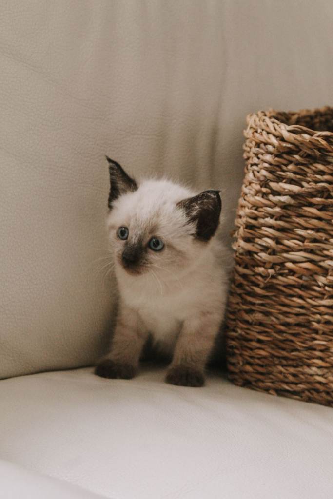Kittens for Sale