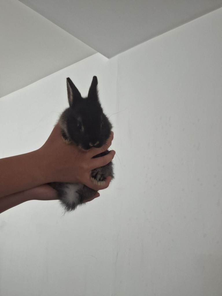 Pure Bred Netherland Dwarf Rabbits