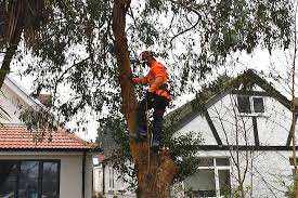 🌳✨ Expert Tree Surgeon in London | Safe, Skilled & Reliable Tree Care Services 🌿🌆