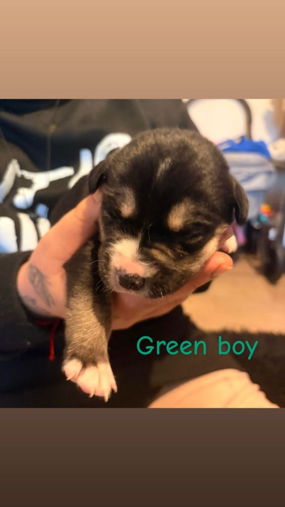 Border collie mix pups