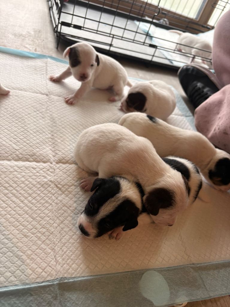 Jack Russell pups 